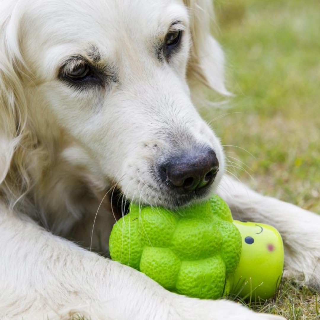 Dwellza Squeaky Latex Broccoli Chew Toy for Dogs – Large, Green