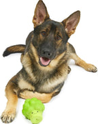 Squeaky Latex Broccoli Chew Toy for Dogs – Large, Green - Dwellza